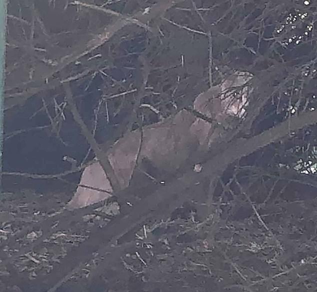 Expert Backing Confirms Presence of Big Cats Roaming British Countryside